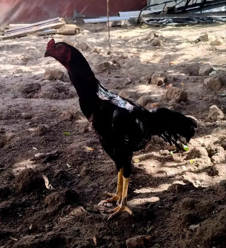 Dakan xoʻroz qora sotiladi 2 Dakan xoʻroz qora sotiladi 2