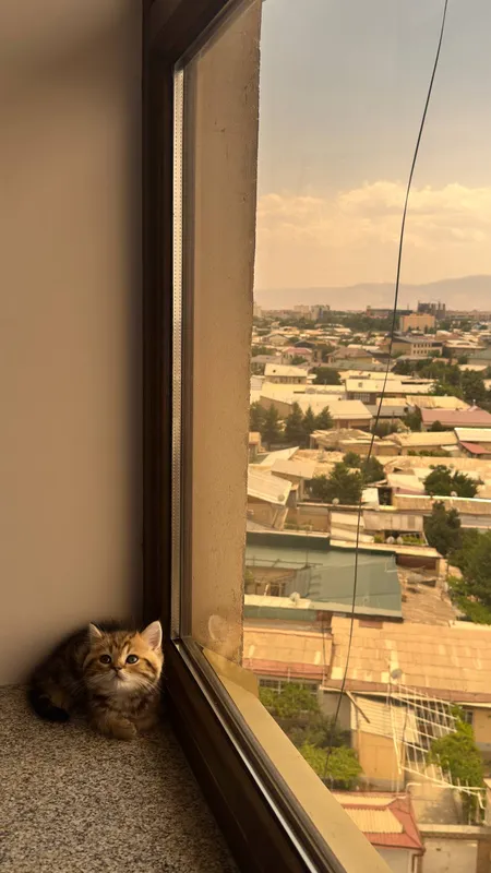 Котёнок британец 2 Котёнок британец 2