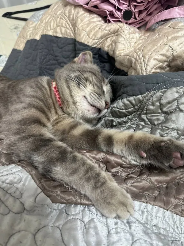 Отдам в хорошие руки кота породы Скотиш Фолд 4 Отдам в хорошие руки кота породы Скотиш Фолд 4