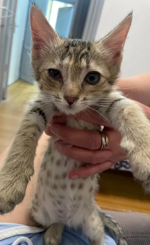 Котята бесплатно! 4