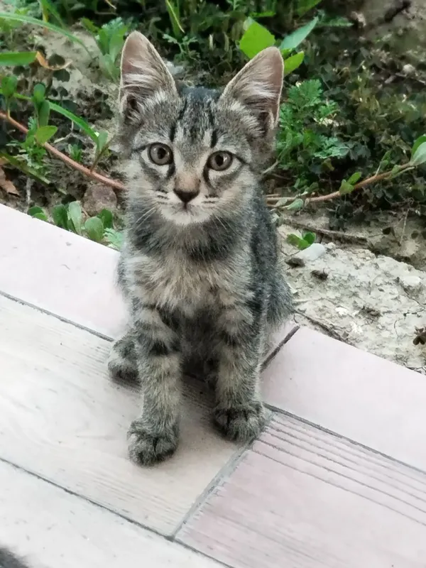 Котята отдадим в хорошие руки 3