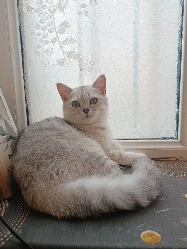 Продается подброшенный кот, серебристая шиншилла. 2 Продается подброшенный кот, серебристая шиншилла. 2