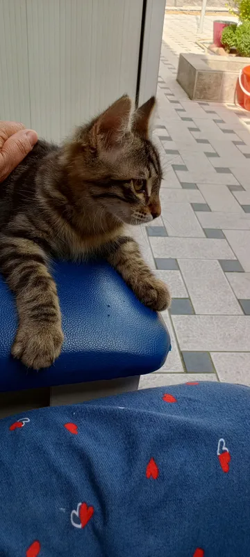 Домашний котёнок добрый игривый послушный — фото 1