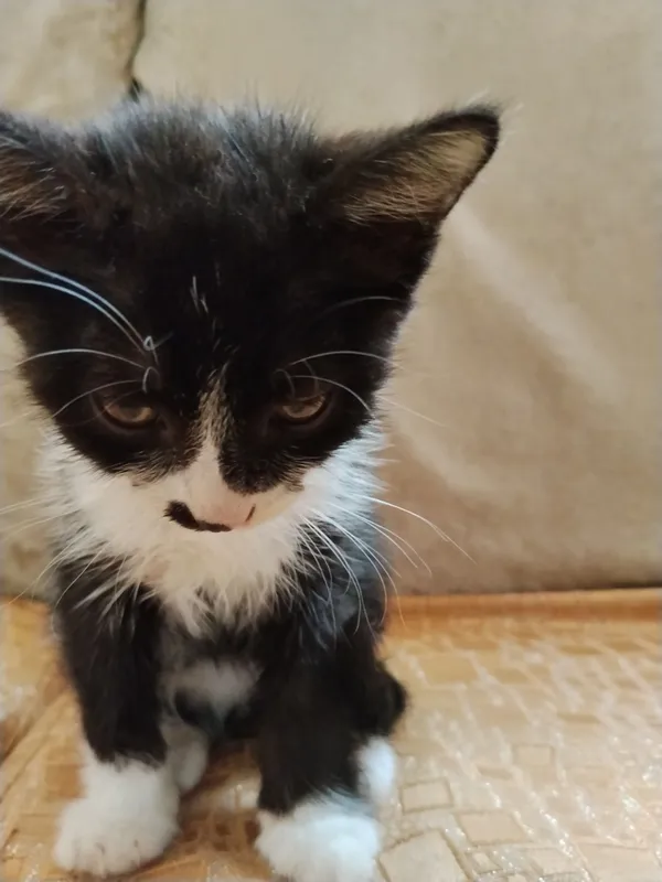 Отдам котёнка в добрые руки 1