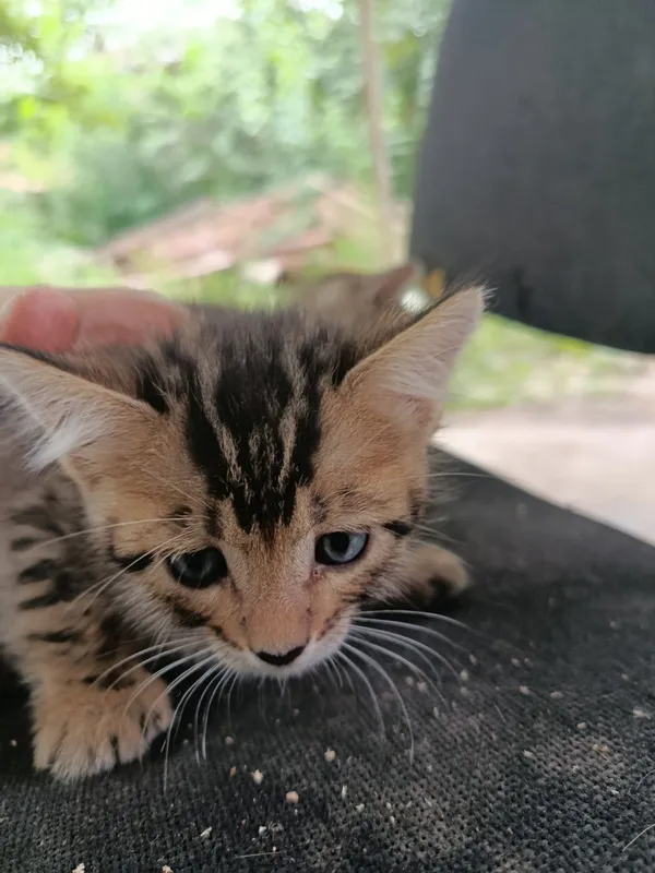 Бенгальские кот с 2 Бенгальские кот с 2