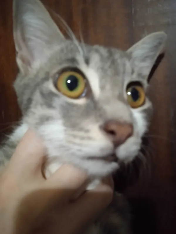 Красивый котик Мартин в добрые ручки. 4