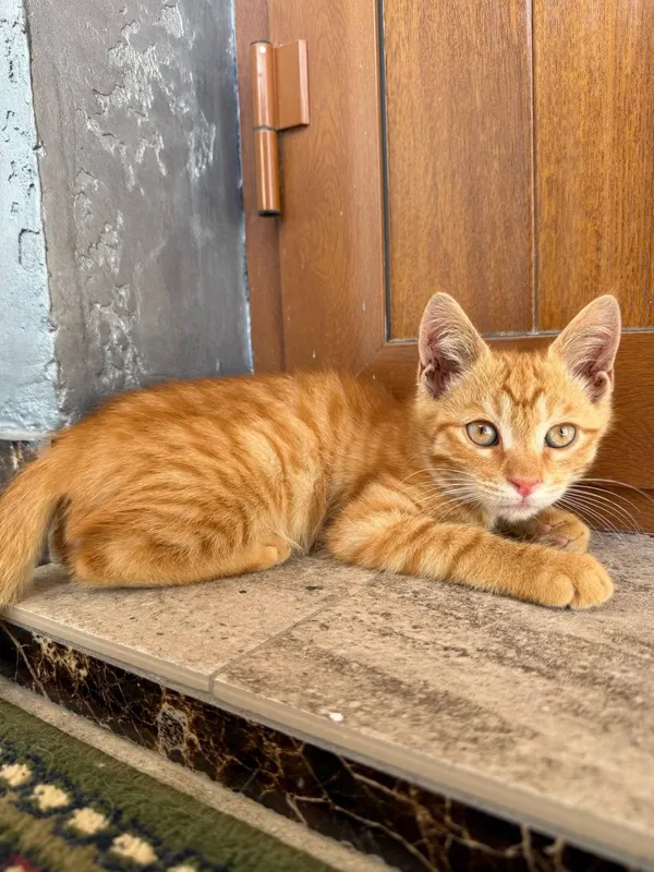 Котенок сладкий, игривый. Отдается в добрые руки — фото 2