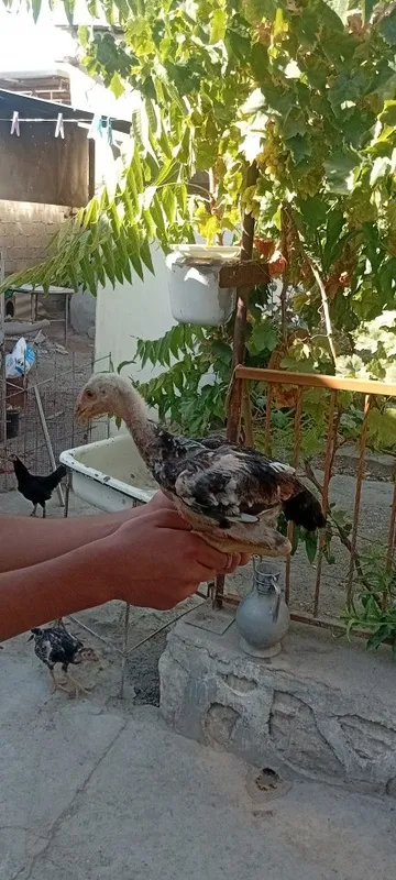 Kulangi jojalar sotiladi 4 Kulangi jojalar sotiladi 4