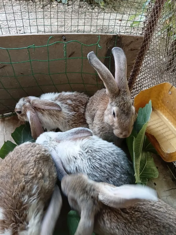 Зотли куёнлар домашний сотилади 5