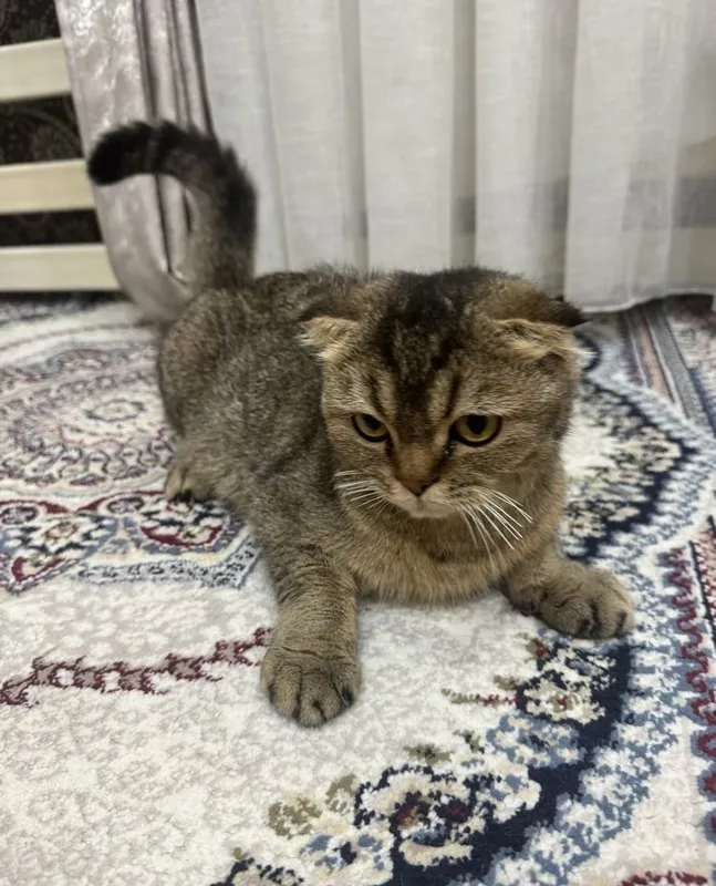 Scottish fold zolotaya shinshilla 3