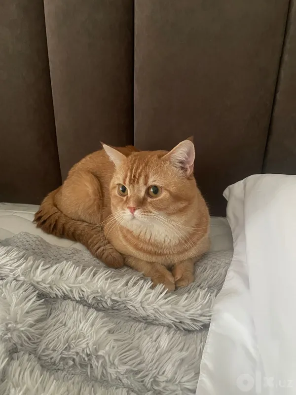 Кот для вязки mushuk 1 Кот для вязки mushuk 1