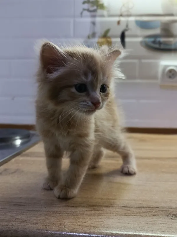 Котята 2 месяца. — фото 4