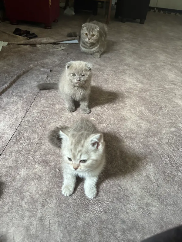 Котята — фото 4