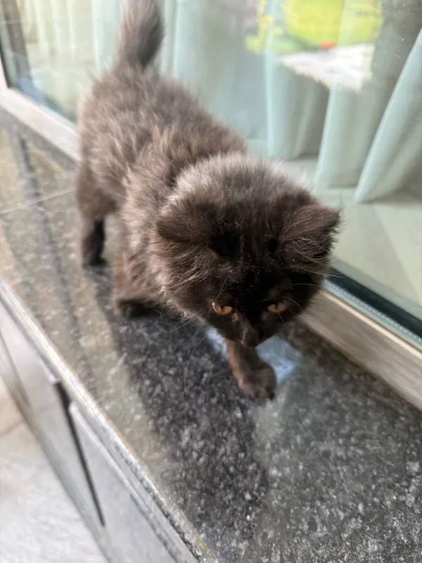 Котёнок в добрые руки — фото 1