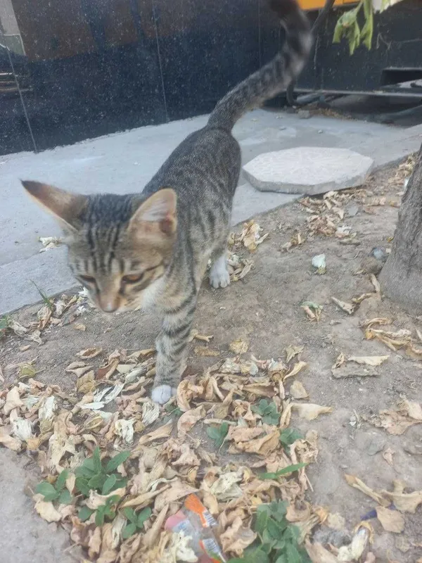 Mushukchani mehribon qo‘llarga beraman 3 Mushukchani mehribon qo‘llarga beraman 3