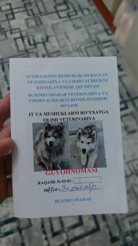 Продаётся собака породы хаски — фото 2