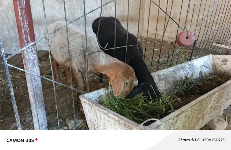 Бугоз куй 2 та. 2-3 тугар 1