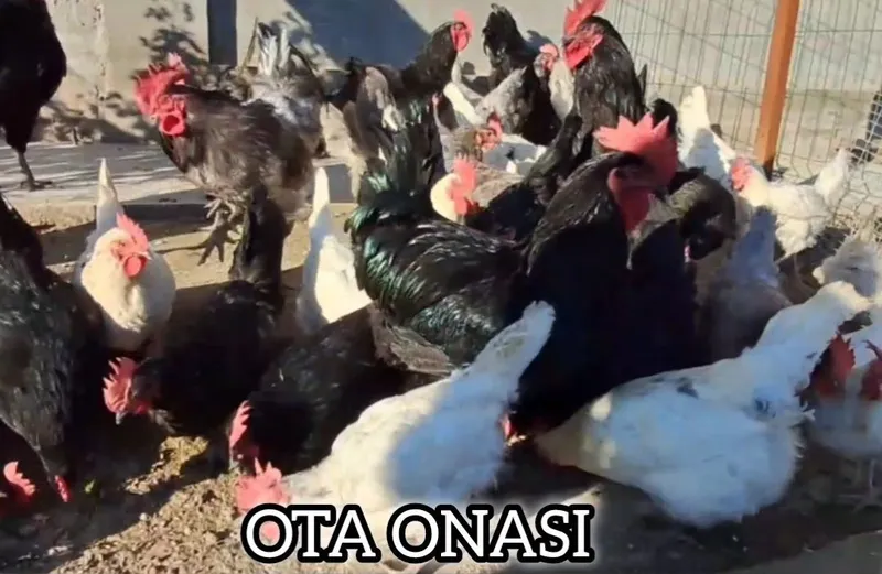AVSTRALORP VA SENDI ZOTI Qoshilgan JOJALAR Gibrid Австрлалорп ва сенди — фото 6