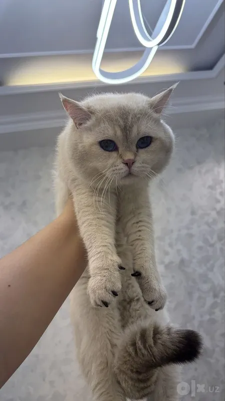 Вязка кошки vyazka mushuk 1 Вязка кошки vyazka mushuk 1