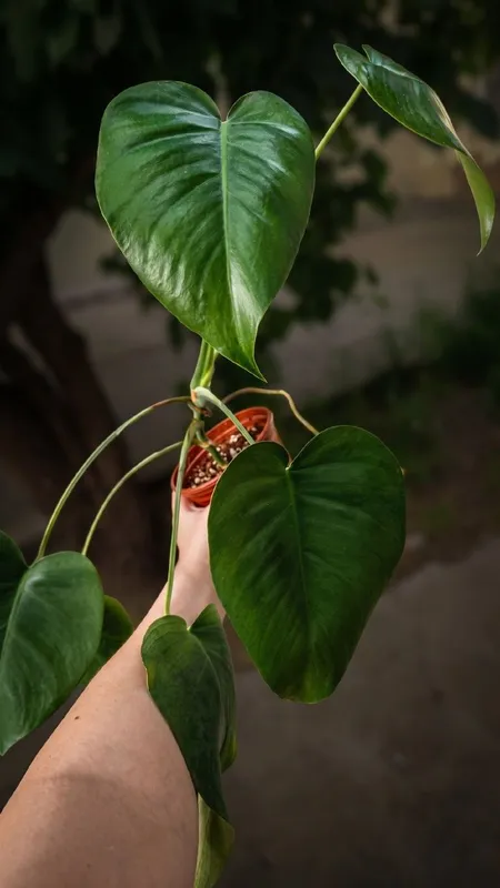 Монстера деликатесная (Monstera deliciosa) — фото 2 Монстера деликатесная (Monstera deliciosa) — фото 2