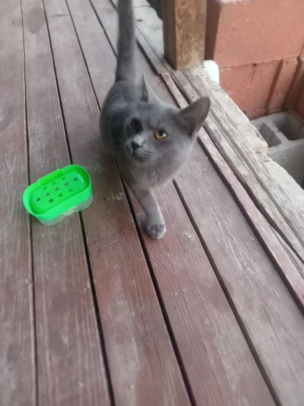 British shorthair