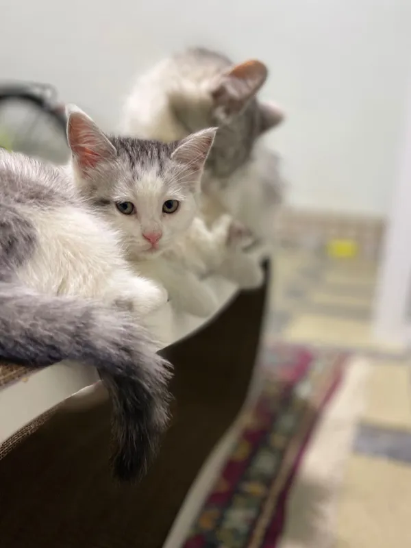Продается кошечка породы турецкая Ангора — фото 1