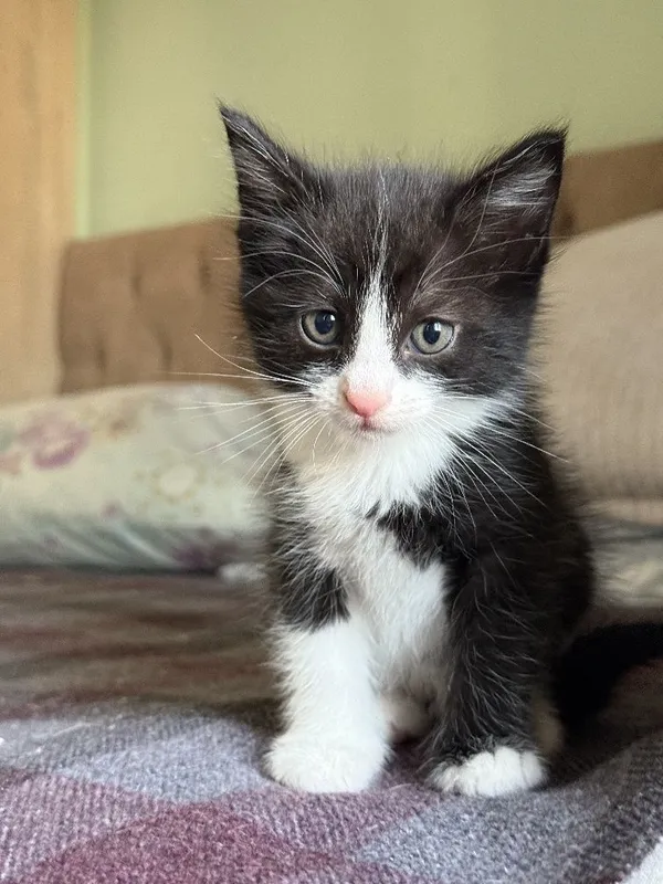 Продаются котята. — фото 6