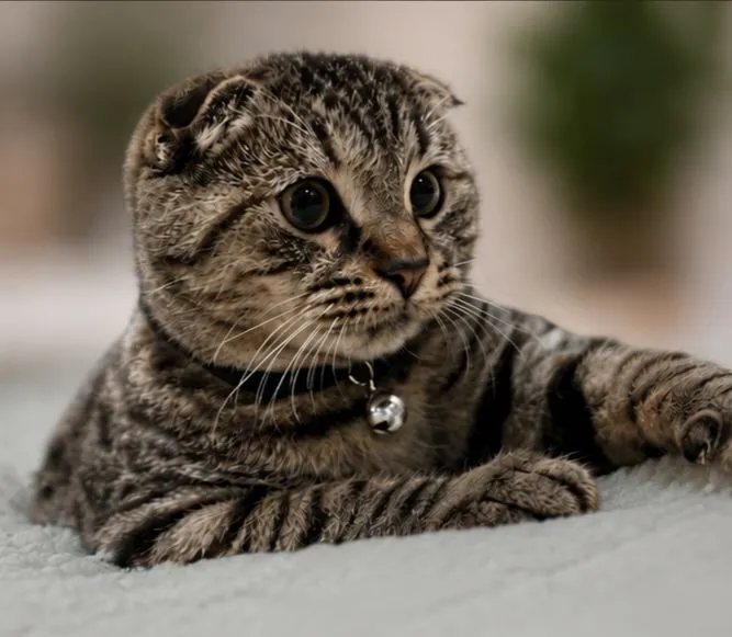 Scottish Fold 1 Scottish Fold 1