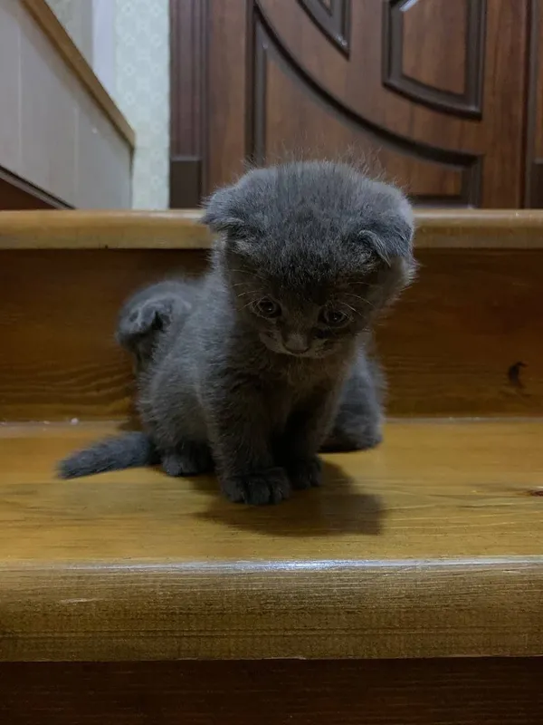 Кошки Скотиш фолд 3 малчик 1 девочка