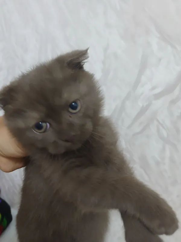 Scottish fold mushuk sotiladi 4 Scottish fold mushuk sotiladi 4