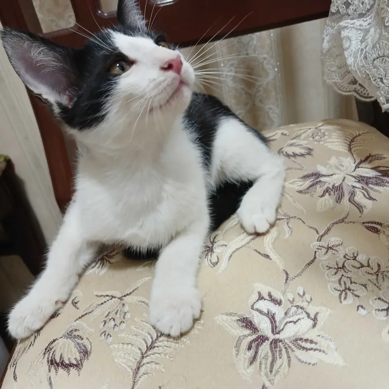 Котята в добрые руки — фото 4