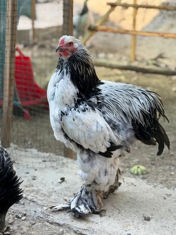 Sof zotli Brahma tovuqlari 3 Sof zotli Brahma tovuqlari 3