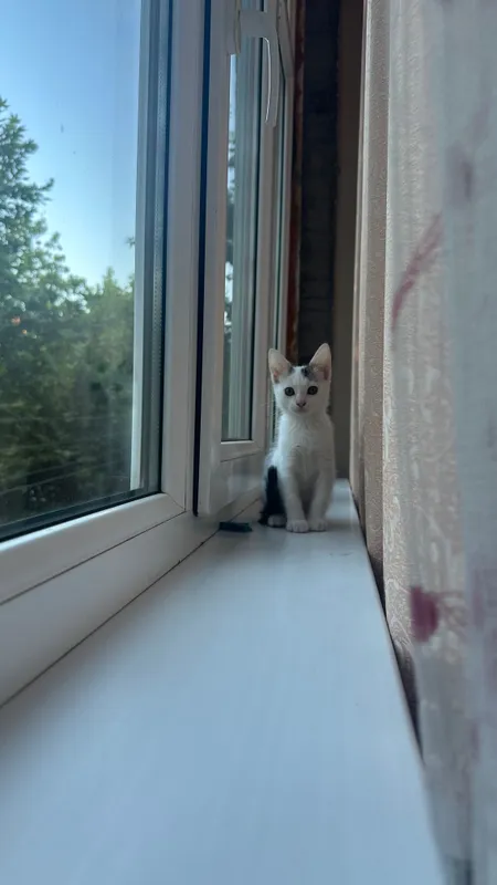 Котята домашние , приучены к лотку 1 Котята домашние , приучены к лотку 1