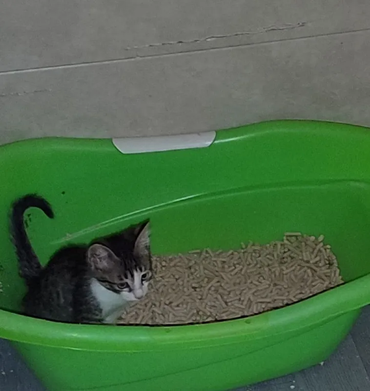 продам котенка мальчика 5