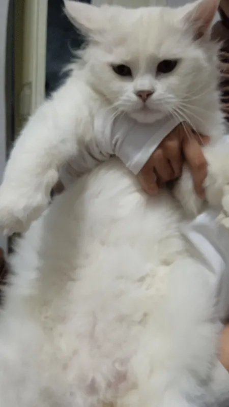 Кот 2 Кот 2