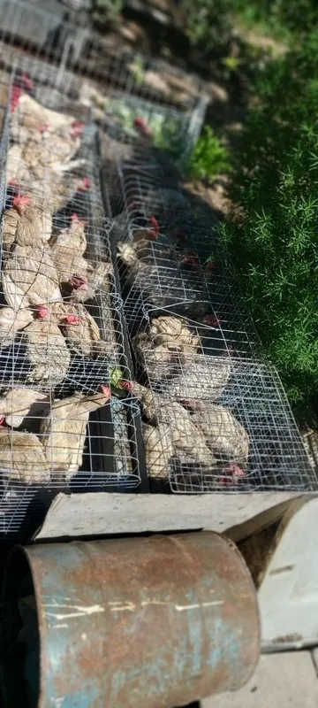 Продаётся кури в месте клеткой 3 Продаётся кури в месте клеткой 3