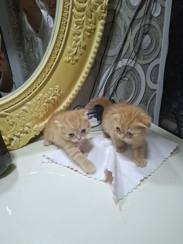 Котята кошки шотландский котёнок шотландская скоттиш фолд девочки — фото 7 Котята кошки шотландский котёнок шотландская скоттиш фолд девочки — фото 7