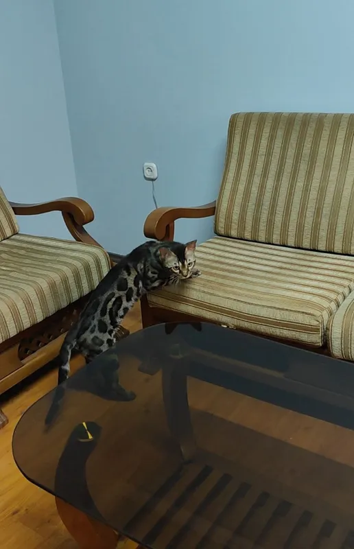 Nasldor bengal mushugi nasl oldirish uchun 1 Nasldor bengal mushugi nasl oldirish uchun 1
