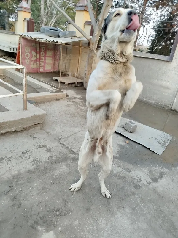 Zotdor it sog'lom 1 Zotdor it sog'lom 1