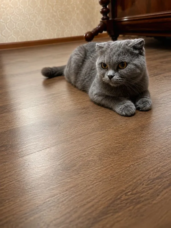 Scottish fold qiz bola