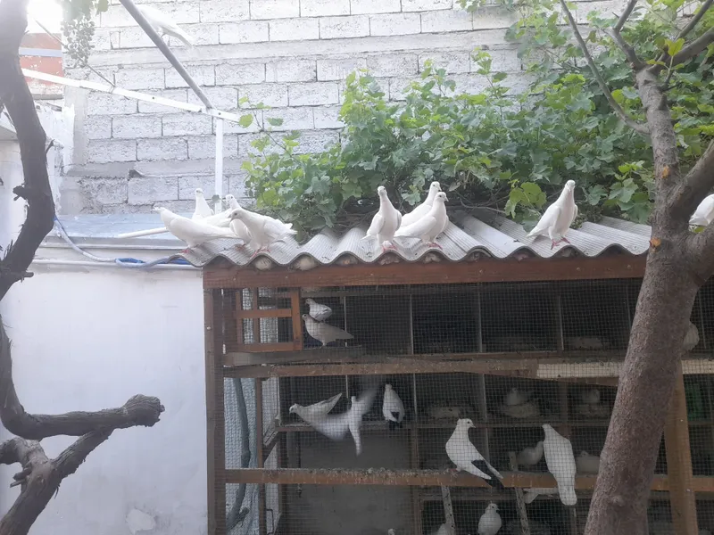 Голуби рубин . — фото 1