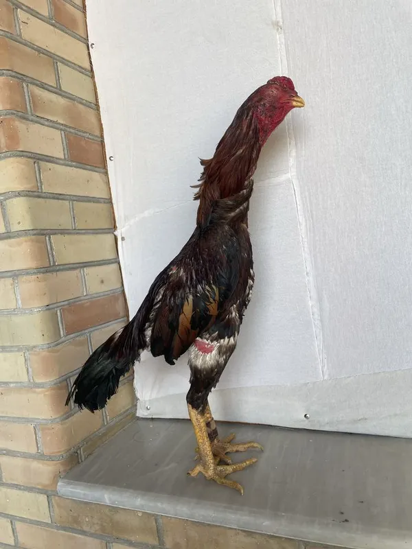 Yapon shamo bir kuz òyini ham bor vesi 4 kg — фото 2
