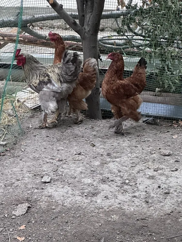 Tovuqlar va maxsus yasalgan katak kalitkasi sotiladi. 3