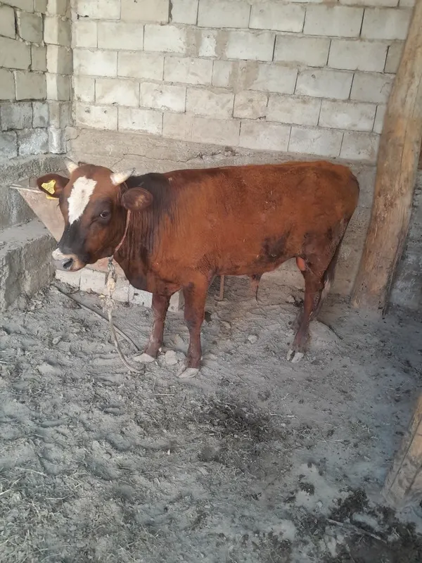 Buqacha sotiladi