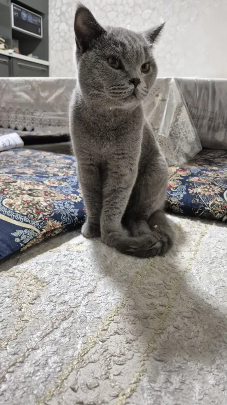 Кот два с половиной года