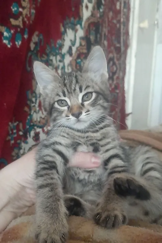 Котята в заботливые руки — фото 2