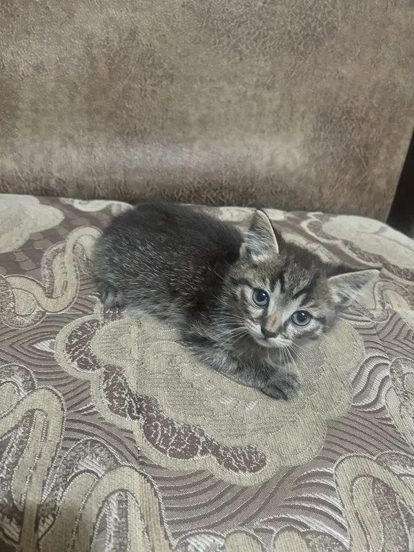 Отдам котёнка в добрую семью