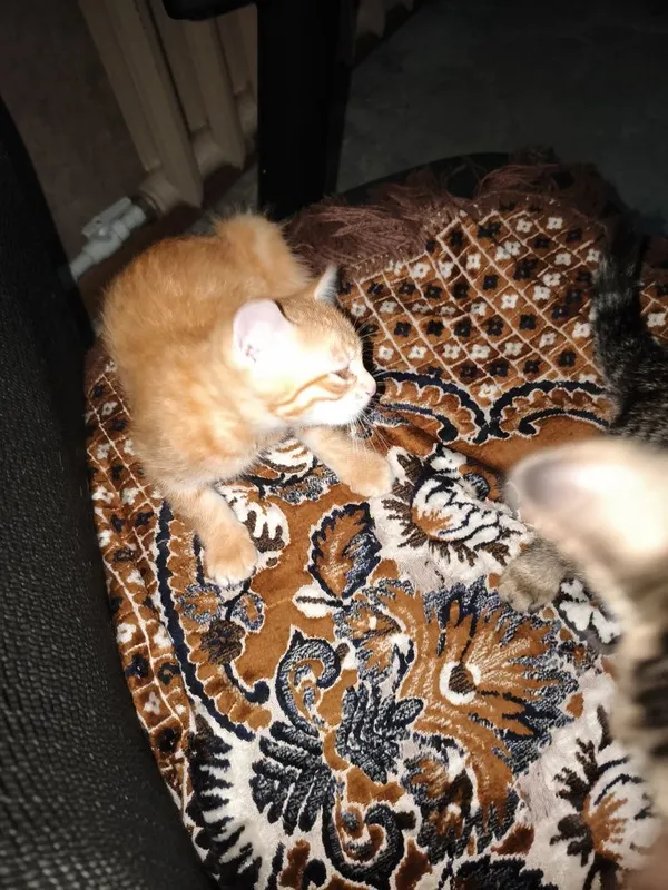 Срочно отдам котят