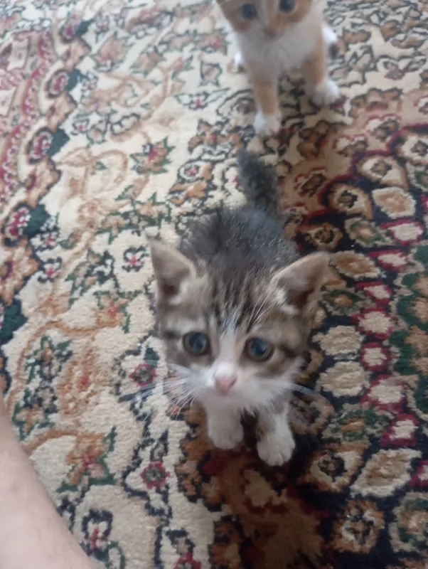 Котята 3 Котята 3
