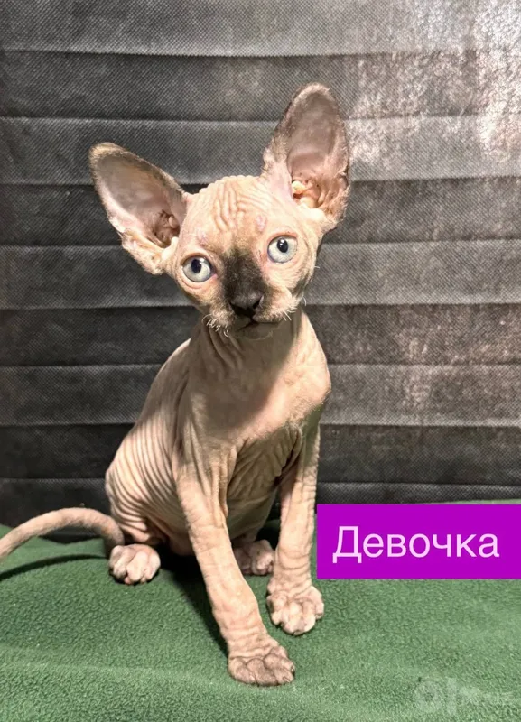 Сфинксы котята... 5 Сфинксы котята... 5